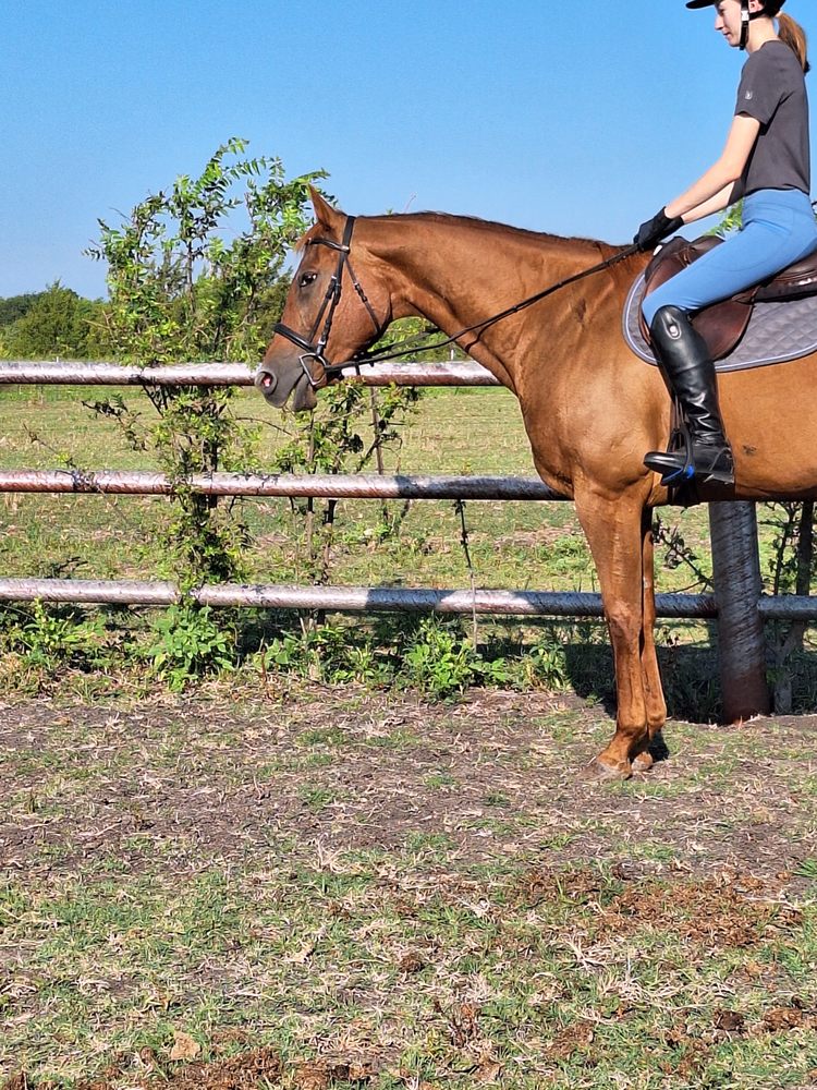 HECK SPORT HORSES Updated October 2024 Request Information 26