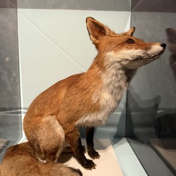 Musée Zoologique - Museums Near Me - Strasbourg, 67 Musée Zoologique - Museums Near Me - Strasbourg, 67