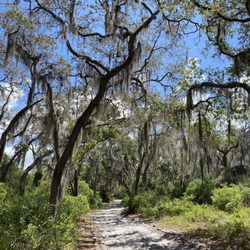 Split Oak Forest