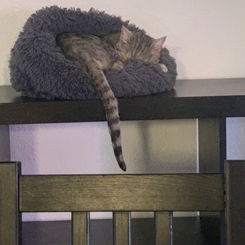 The Cat Cafe - Cat - Coffee & Tea Near Me - San Diego, California The Cat Cafe - Cat - Coffee & Tea Near Me - San Diego, California