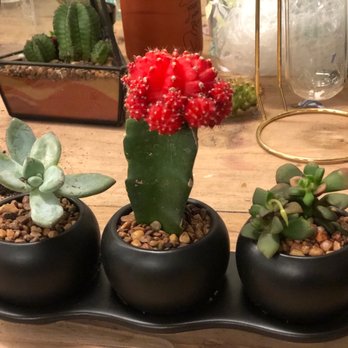Jade & Clover - Nurseries & Gardening Near Me - Phoenix, Arizona