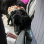 Photo of Dekalb Dog Spa