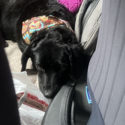 Dekalb Dog Spa - My baby dog leo.