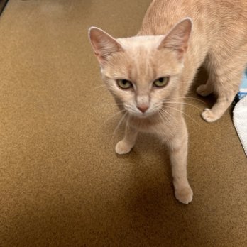 Mary S Roberts Pet Adoption Center - Animal Shelters Near Me - Riverside, California