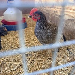 Pratt's Pets - Glendale
