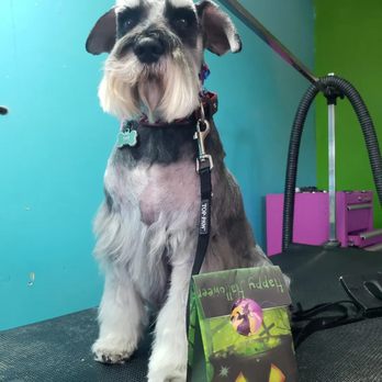 Boople Snoots N Stylez - Pet Groomers Near Me - Nuevo, California Boople Snoots N Stylez - Pet Groomers Near Me - Nuevo, California