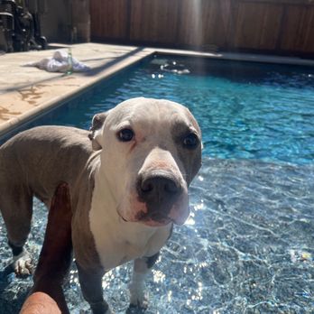 Royal Pools by Adams - Dog now loves the baja shelf! - Hot Tub & Pool Near Me - San Jose, California Royal Pools by Adams - Dog now loves the baja shelf! - Hot Tub & Pool Near Me - San Jose, California