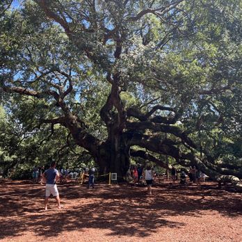 Angel Oak - Angel Oak. - Parks Near Me - Johns Island, South Carolina Angel Oak - Angel Oak. - Parks Near Me - Johns Island, South Carolina