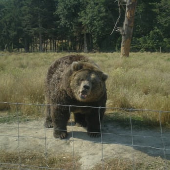 Olympic Game Farm - Grizzly Bear! - Zoos Near Me - Sequim, Washington Olympic Game Farm - Grizzly Bear! - Zoos Near Me - Sequim, Washington