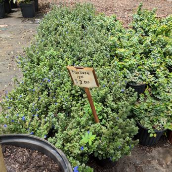 Lee's Trees & Landscaping Nursery - Nurseries & Gardening Near Me - Apopka, Florida