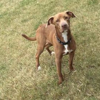 Naughty Doggy K9 Services - Rambo, Mister Personality - Pet Training Near Me Naughty Doggy K9 Services - Rambo, Mister Personality - Pet Training Near Me