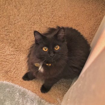 East Bay SPCA - Dublin - Lucy, always silently judging - Animal Shelters Near Me - Dublin, California