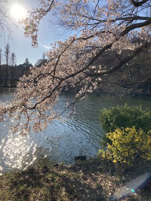Inokashira Park by null