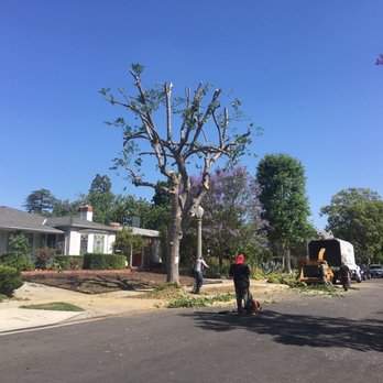 Inexpensive Tree Services - Trimmed Tree while the adjacent dying tree already removed. - Tree Services Near Me - Los Angeles, California Inexpensive Tree Services - Trimmed Tree while the adjacent dying tree already removed. - Tree Services Near Me - Los Angeles, California