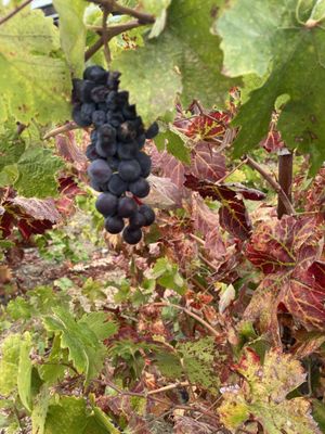 Comstock Wines by null