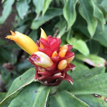 Royal Botanic Gardens - Wild ginger - Botanical Gardens Near Me - Sydney, NSW Royal Botanic Gardens - Wild ginger - Botanical Gardens Near Me - Sydney, NSW