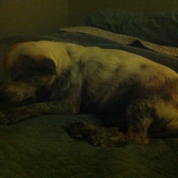 Poncho today, 6 months after surgery that took away his eyes and destroyed his immune system.