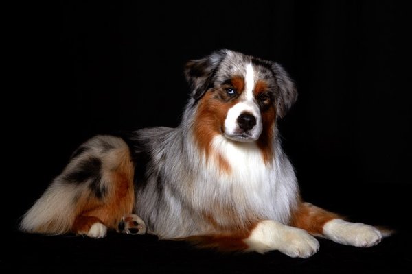 mercy me mini aussies