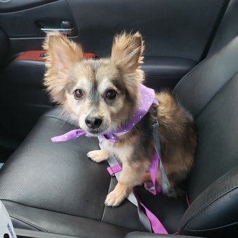 Melissa Michelle Grooming - Pet Groomers Near Me - San Leandro, California