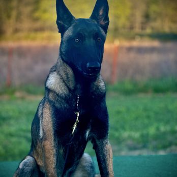 Von Jäger K9 - Pet Training Near Me - Grove, Oklahoma Von Jäger K9 - Pet Training Near Me - Grove, Oklahoma