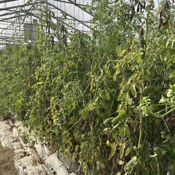 Poughkeepsie Farm Project - Greenhouse tomatoe rows - CSA Near Me - Poughkeepsie, New York Poughkeepsie Farm Project - Greenhouse tomatoe rows - CSA Near Me - Poughkeepsie, New York