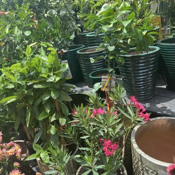 Meeting Green - Nurseries & Gardening Near Me - Charleston, South Carolina Meeting Green - Nurseries & Gardening Near Me - Charleston, South Carolina