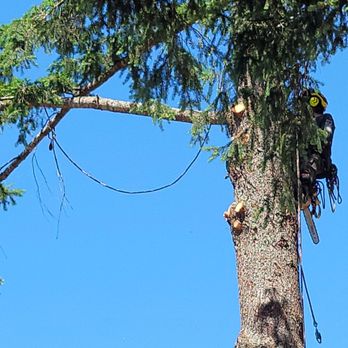 JT Tree Service - Tree Services Near Me