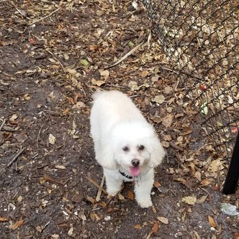 Pawmosa Dog Park - Zoey - Dog Parks Near Me - Casselberry, Florida