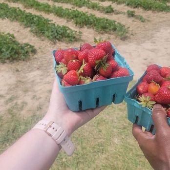 Spencer Farm - Pick Your Own Farms Near Me - Noblesville, Indiana Spencer Farm - Pick Your Own Farms Near Me - Noblesville, Indiana