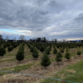 Wyckoff's Christmas Tree Farm - Do not cut field with trees growing to maturity - Christmas Trees Near Me - Belvidere, New Jersey Wyckoff's Christmas Tree Farm - Do not cut field with trees growing to maturity - Christmas Trees Near Me - Belvidere, New Jersey