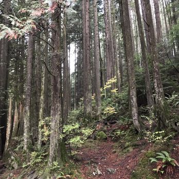 Lynn Canyon Park - Parks Near Me - North Vancouver, British Columbia