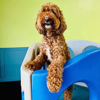 Bark & Roll - Pet Sitting Near Me - Chantilly, Virginia Bark & Roll - Pet Sitting Near Me - Chantilly, Virginia
