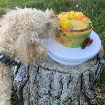 Woof N’ Bake - Dog cake - Pet Services Near Me - Boise, Idaho Woof N’ Bake - Dog cake - Pet Services Near Me - Boise, Idaho