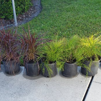 H & H Nursery, Inc. - Nurseries & Gardening Near Me - Bradenton, Florida H & H Nursery, Inc. - Nurseries & Gardening Near Me - Bradenton, Florida