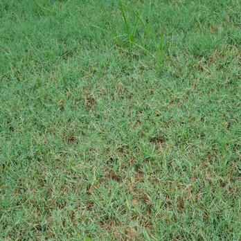 TruGreen Lawn Care - Another weed or whatever it is - Lawn Services Near Me - Indian Trail, North Carolina TruGreen Lawn Care - Another weed or whatever it is - Lawn Services Near Me - Indian Trail, North Carolina
