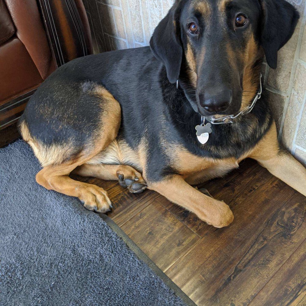 360 Auto Clinic - Shop dog, I didn't get a name. - Auto Repair Near Me - Valencia, California