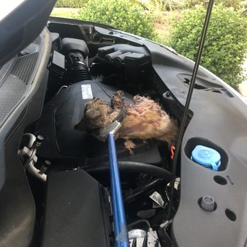 Lowells Wildlife Removal - After Removal - Wildlife Control Near Me