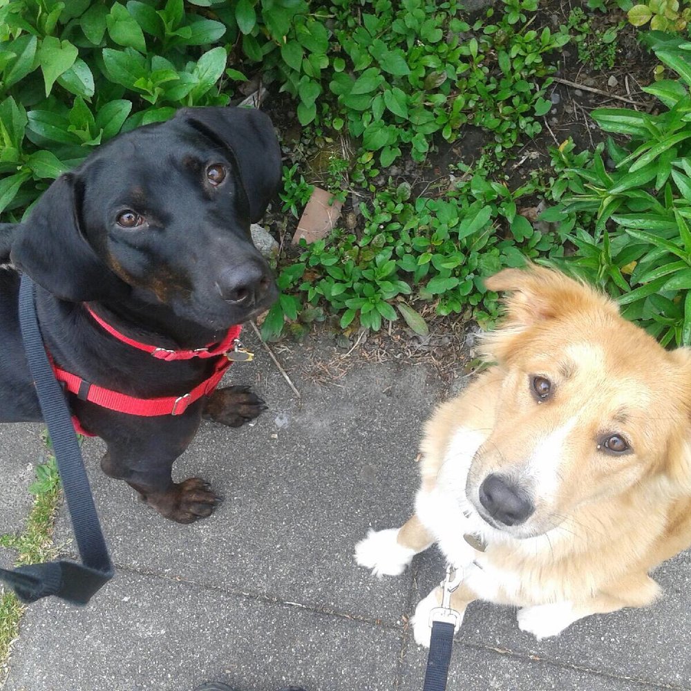 Cat's Got Your Dog! - Dog Walkers Near Me