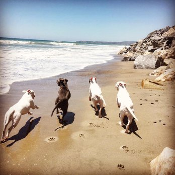 Coach Canine OC - Beach Dogs!! - Dog Walkers Near Me Coach Canine OC - Beach Dogs!! - Dog Walkers Near Me