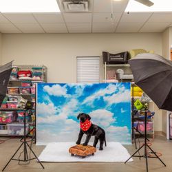Friends For Life Animal Rescue - Our dogs and cats get glamour shots!