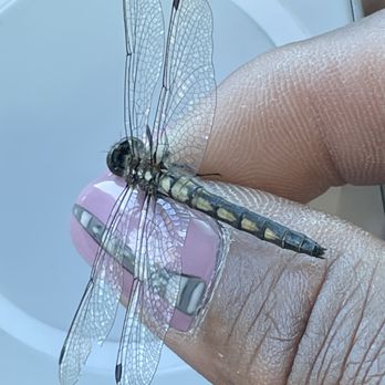 Pretty Nails - GrayPetaltail on nail - Nail Salons Near Me - Royersford, Pennsylvania Pretty Nails - GrayPetaltail on nail - Nail Salons Near Me - Royersford, Pennsylvania