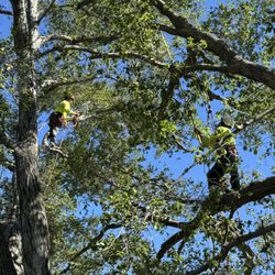 Pinnacle Tree Care - Teamwork!