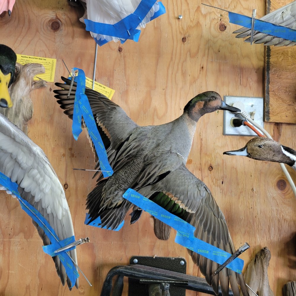 JRV Taxidermy - taxidermy in Los Angeles, CA