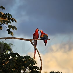 Aluxes - Guacamayas libres
Free Macaw