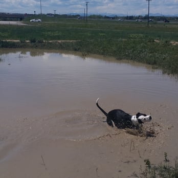 Glendale Open Space Dog Park - The giant mud hole! - Dog Parks Near Me - Castle Rock, Colorado