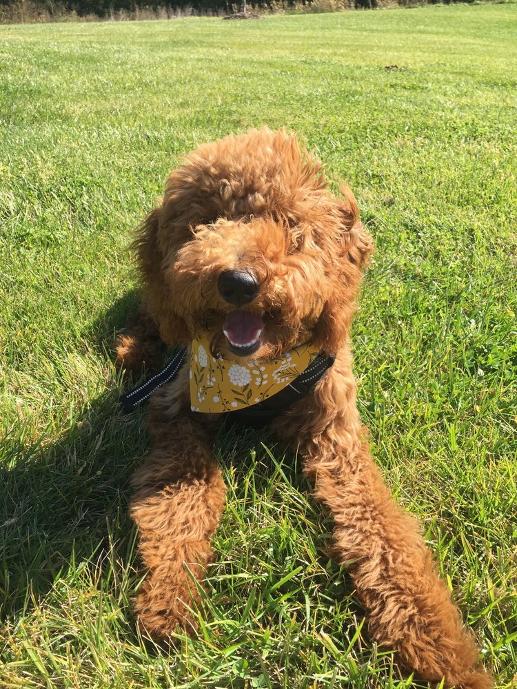 PORTER RIDGE VETERINARY CLINIC Updated October 2024 408 Dennis Dean Rd, Ashland, Nebraska