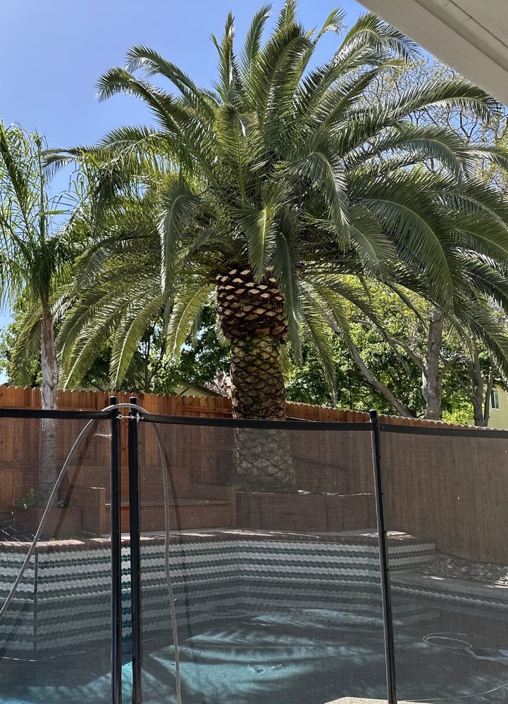 Sandoval Tree Service - tree service in Sacramento, CA