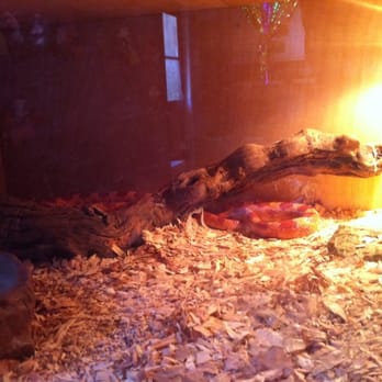 Chatham Nursery School - Class snake - Elementary Schools Near Me - Oakland, California