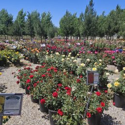 Friendly staff and a wonderful selection of roses. Will definitely come back and refer others to this nursery. Friendly staff and a wonderful selection of roses. Will definitely come back and refer others to this nursery.