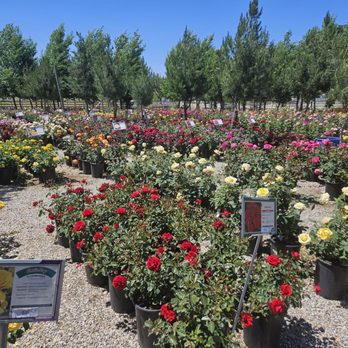 Luna Rose Nursery & Garden - Friendly staff and a wonderful selection of roses. Will definitely come back and refer others to this nursery. - Nurseries & Gardening Near Me - Cherry Valley, California Luna Rose Nursery & Garden - Friendly staff and a wonderful selection of roses. Will definitely come back and refer others to this nursery. - Nurseries & Gardening Near Me - Cherry Valley, California
